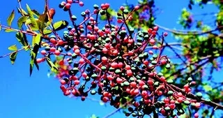 Şifa kaynağı menengiç