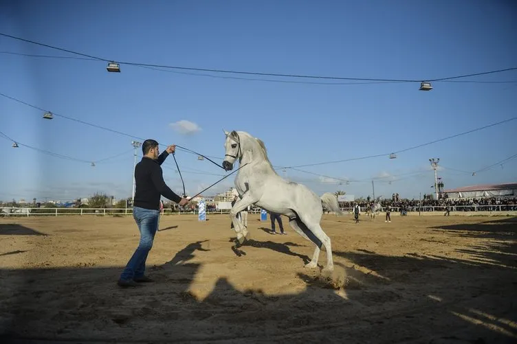 Gazze’de safkan Arap atı etkinliği!