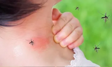 İstanbul’a sivrisinek kabusu: Sinekler ilaçlara karşı direnç kazandı