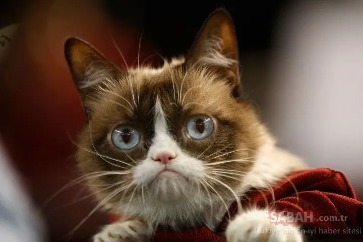 Sosyal medya fenomeni ‘Grumpy Cat’ hayatını kaybetti!