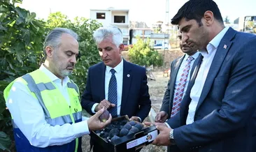 Bursa’nın ’Siyah incisi’nde hasat başladı