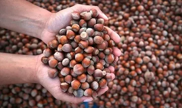 Türk fındığına büyük yatırım