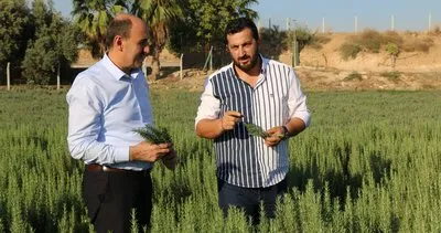 Projelerle tıbbi bitki ekimi artıyor #adana Projelerle tıbbi bitki ekimi artıyor #adana