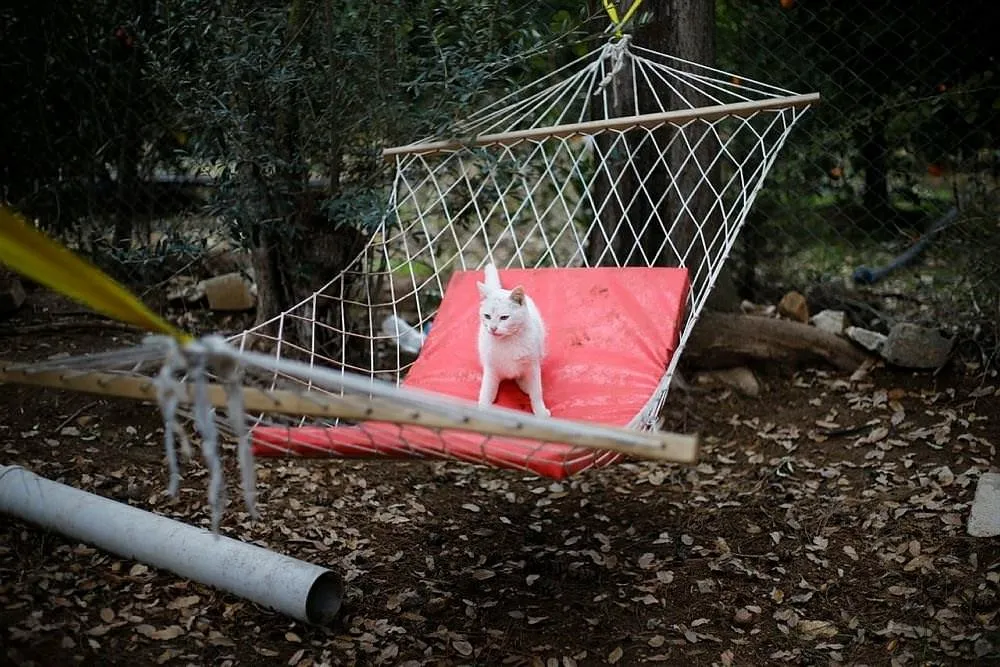 �Mandıra Filozofu�ndan etkilendi, kedi köyü kurdu FotoHaber Yaşam
