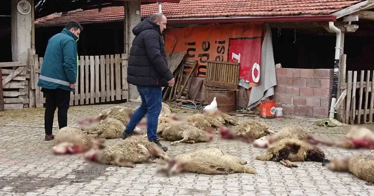 Çiftçiye kabusu yaşattılar! Sokak köpekleri ahıra girip 22 koyunu parçaladı