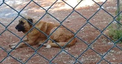 Köpekler ceylanları parçaladı #sanliurfa