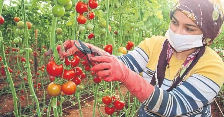 Seralarda domates hasadı sürüyor