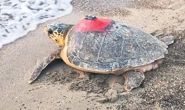 Caretta caretta ‘Tuba’ 7 bin km yol kat etti #mugla