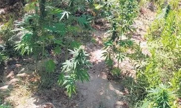 Ormanda bulduğu kenevirden esrar yapan çobana 11 yıl hapis #antalya