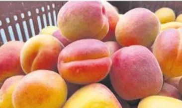 Kayısı altın yılını yaşıyor