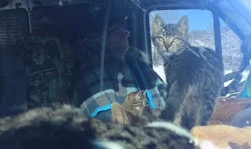 Sokak hayvanlarını beslemek için İstanbul’daki dairesini sattı! Şimdi minibüste yaşıyor!