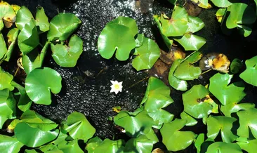 Bunu yapan yandı! Cezası 73 bin TL