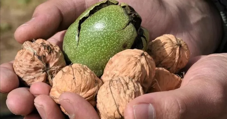 Cevizin 3 yeni faydası daha bulundu