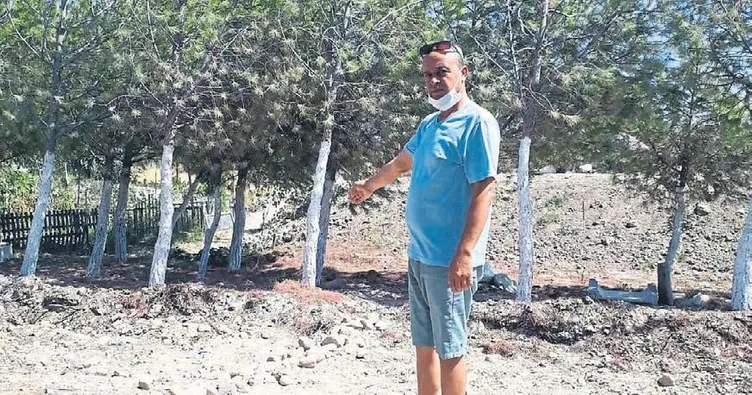 Kaçak ağaç mı olur?