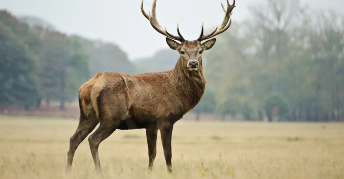 Rüyada Geyik Görmek