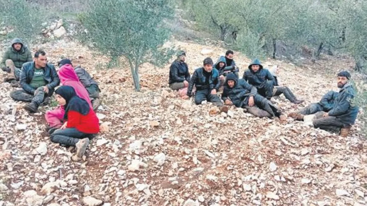 Zeytinlikte kaçak göçmen operasyonu