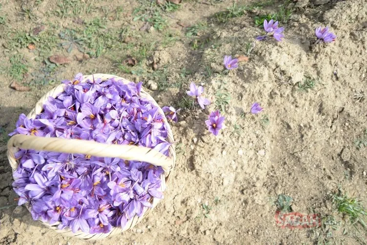 'Kırmızı altın' hasadı başladı!