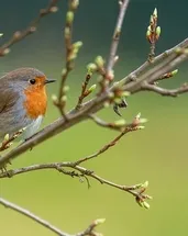 Doğa sessizleşiyor mu? Göçmen kuşlardan korkutan işaretler