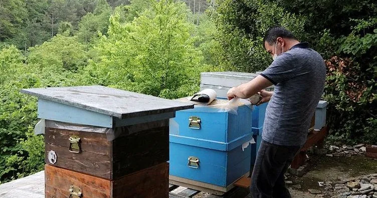’Katil’ gal arısı, Zonguldak’ta da görüldü