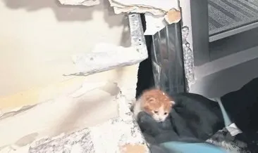 Banka duvarına yavru kedi sıkıştı