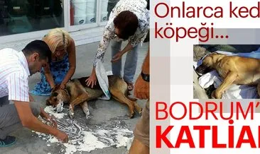 Bodrum’da sokak hayvanlarını katlettiler!