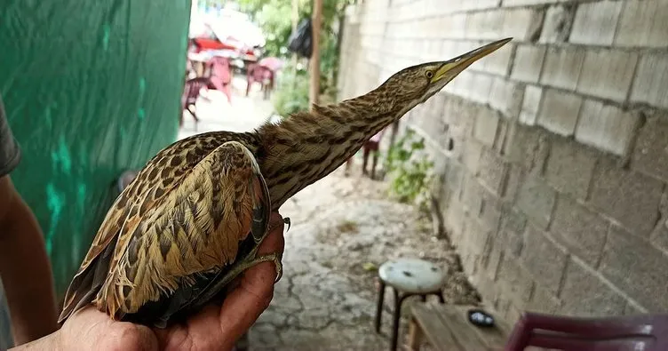 Bursa’da nesli tükenmekte olan balaban kuşu, koruma altına alındı