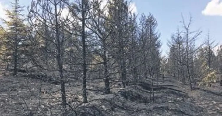 Balâ’da 10 hektarlık kızılçam ormanı yandı