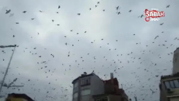 Tekirdağ’da karga sürüsü gökyüzünü istila etti | Video