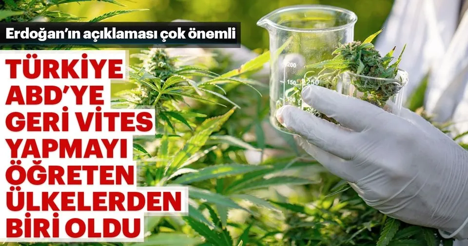 kenevir politik bir bitkidir pazar