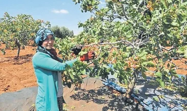 Yeşil altın üreticiyi sevindirdi
