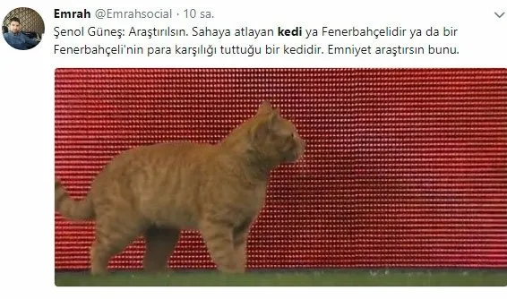 Beşiktaş-Bayern Münih maçında sahaya giren kedi sosyal medyayı salladı