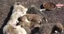 Annesiz kalan 7 yavru köpeği başka bir anne köpek sahiplendi | Video