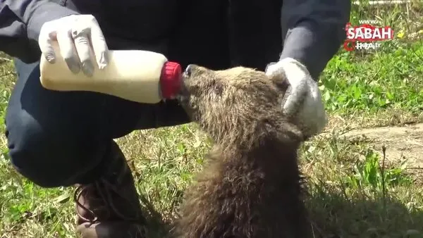 2,5 aylık sevimli ayılar barınağın yeni maskotları oldu | Video