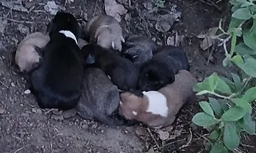 Çiftçinin dikkati 8 yavru köpeği kurtardı: “Az kalsın hepsini biçiyordum” #bolu