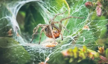 Ölümcül örümceğin en büyüğü bulundu