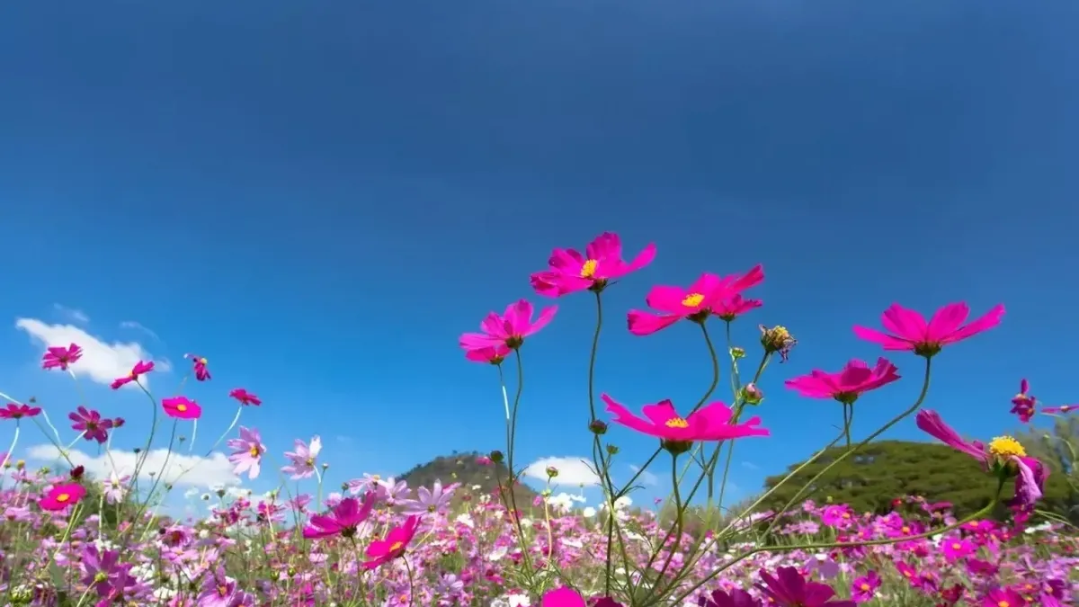 BAHAR KAPIDA! Üçüncü cemre ne zaman ve nereye düşecek? Sıcaklıklar artıyor!