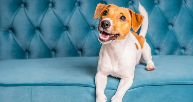 Ruyada Kopekten Kacmak Ne Anlama Gelir Ruyada Kopek Surusu Saldirisindan Ve Kuduz Kopekten Kacmak Anlami Ne Demek Ruya Tabirleri Haberleri Ruyada Kopekten Kacmak Ne Anlama Gelir Ruyada Kopek Surusu Saldirisindan Ve Kuduz Kopekten Kacmak Anlami Ne Demek Ruya Tabirleri Haberleri