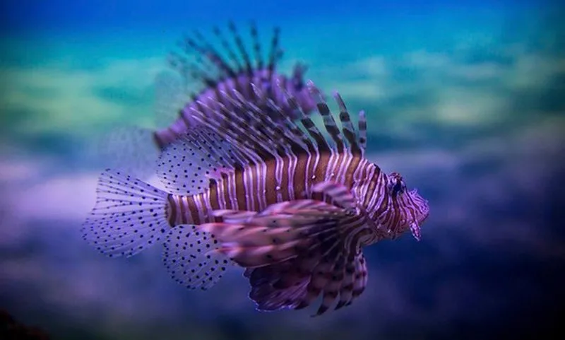 sabah