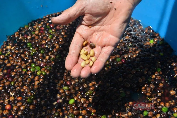 Türkiye�de ilk kez kahve meyvesi üretti! Son Dakika Haberler