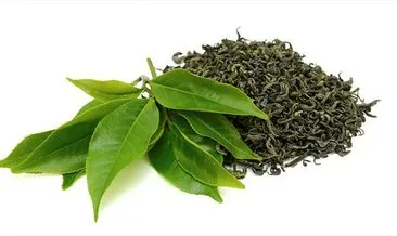 Çay ağacı yağı faydaları: Mucize besin çay ağacı hangi sağlık sorununa şifalıdır?
