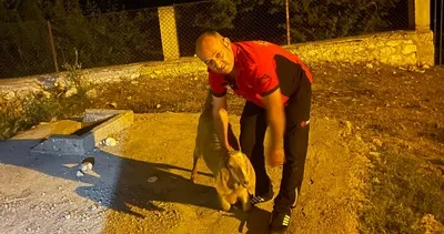 Boş su kuyusuna düşen keçi kurtarıldı