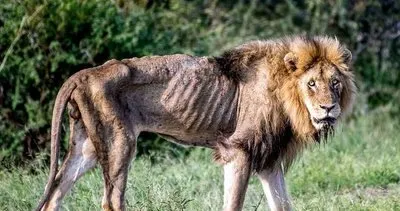 Vahşi Doğada aslanın zor anları