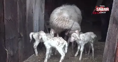 Çanakkale’de bir koyun tek seferde 5 kuzu doğurdu | Video