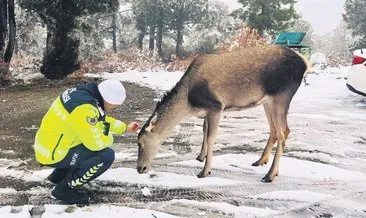 Kızıl geyik sürprizi