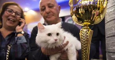 Uluslararası mutlu kediler yarışması...