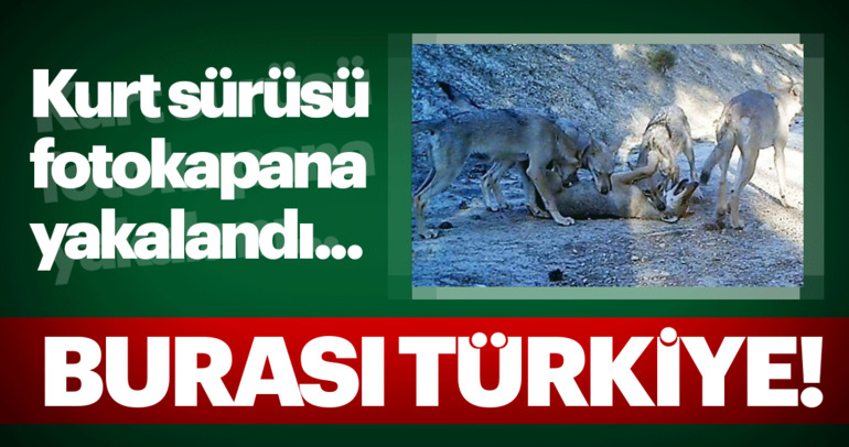 Yok oldukları zannediliyordu... Türkiye’deki vahşi hayat kameralarda!