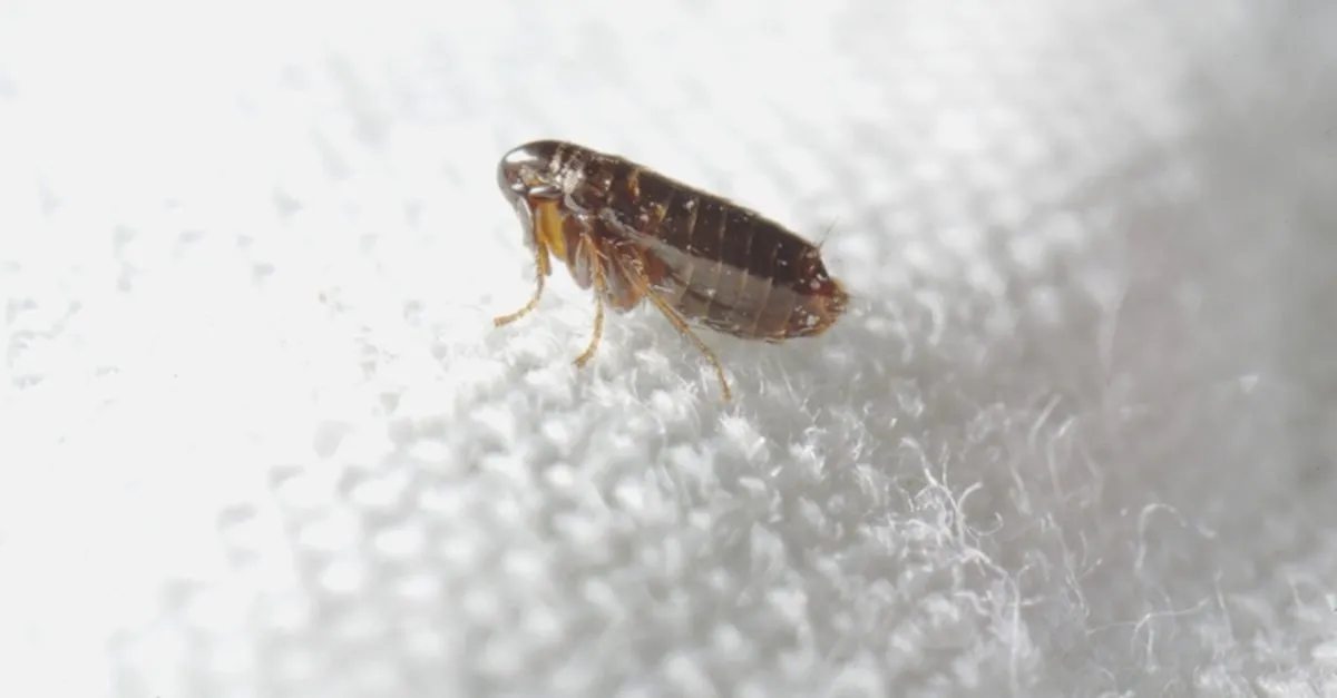 Ruyada Pire Gormek Ne Anlama Gelir Ruyada Pire Oldurmek Ve Temizlemek Ne Demek Ruya Tabirleri Haberleri