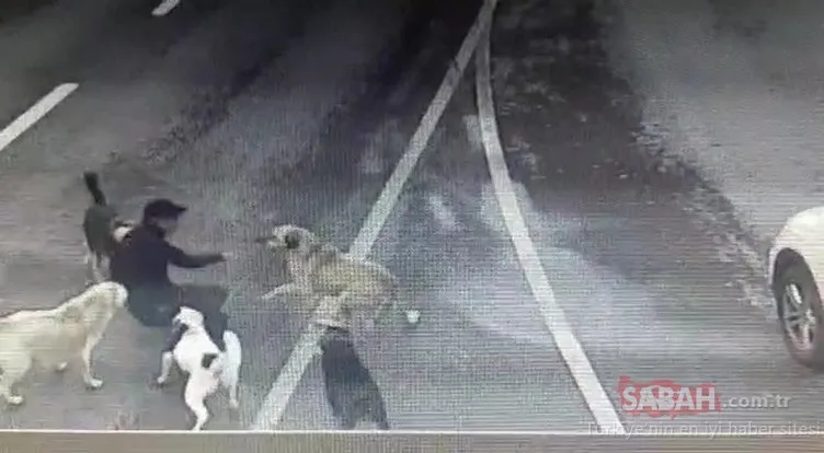 Bakırköy’de sokak köpeği dehşeti! İşadamı canını zor kurtardı