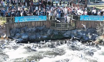 İnci kefalinin göç şöleni