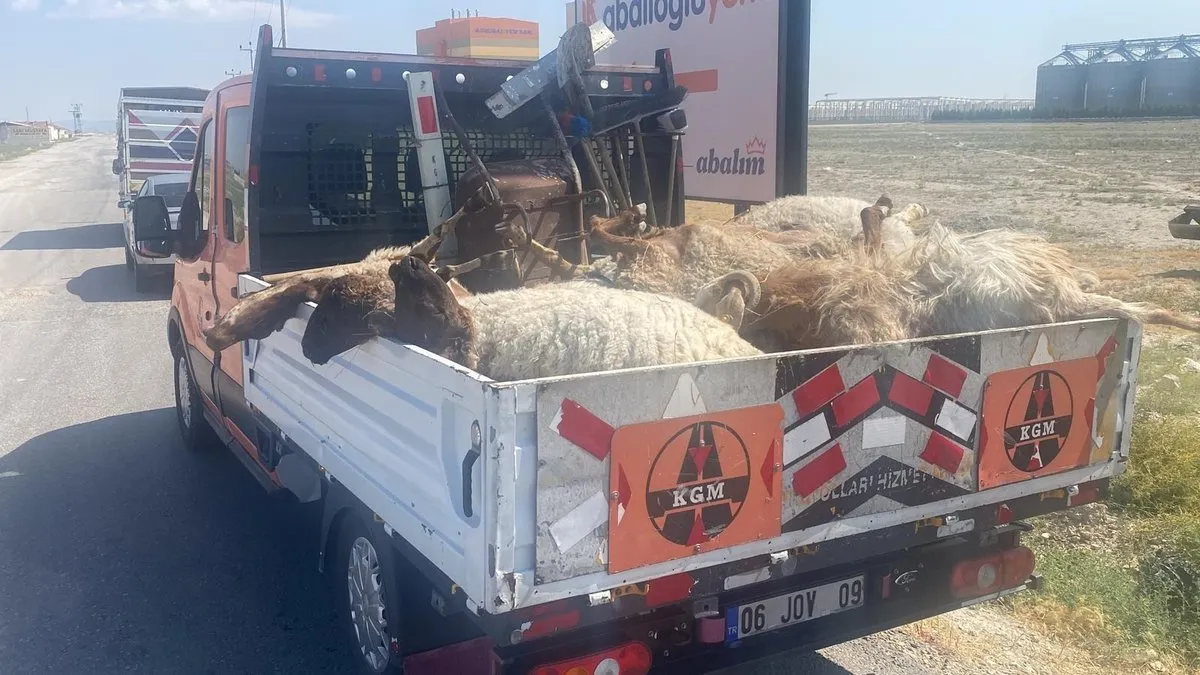 Sokak köpekleri dehşet saçtı! Ağıla girdikleri koyunlara saldırdılar, 28 hayvan telef oldu